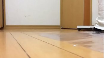 Сексу попугаев